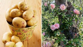 A bucket of potatoes and an established climbing rose to support the potato hack to grow roses