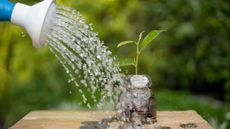 A watering can pours water onto a stack of coins with a green sprout coming out of it.