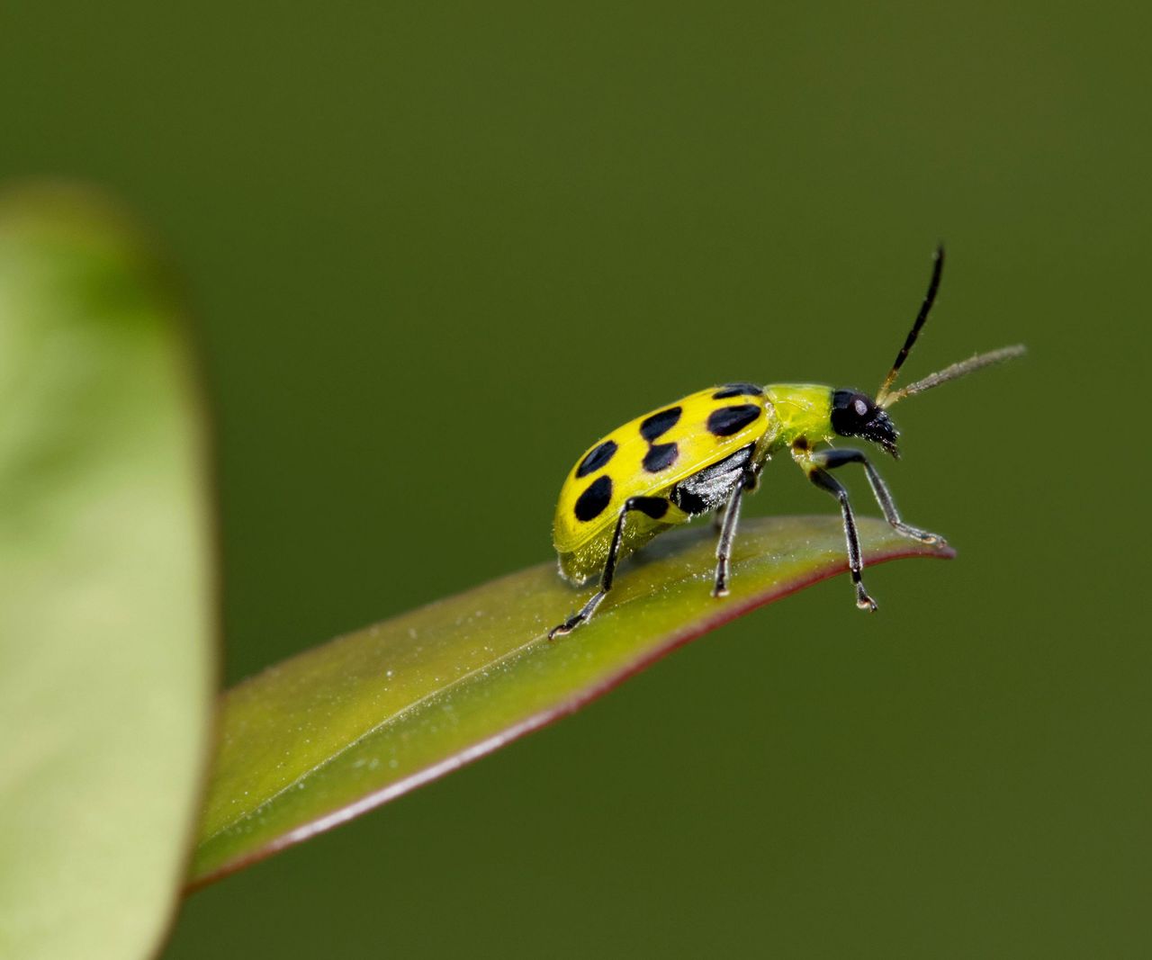 How to get rid of cucumber beetles expert tips to stop them Homes & Gardens