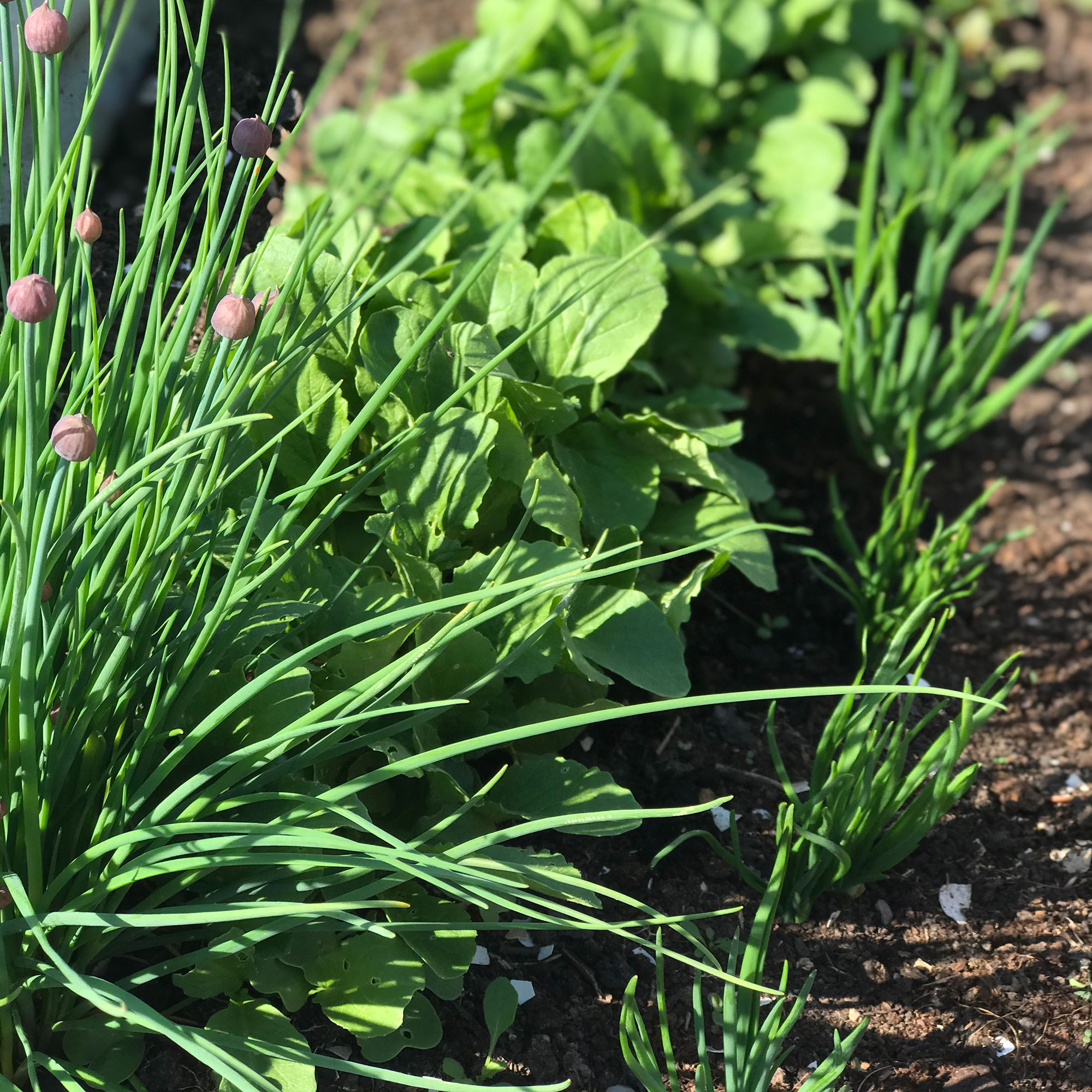 Close up chives and leafy greens growing in soil