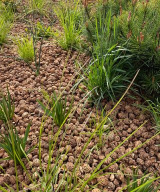 fruit pits used as mulch