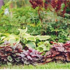 Heucheras and hostas growing in garden border