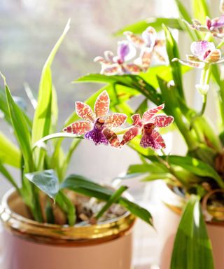 Zygopetalum 'Adelaide Parklands' orchid
