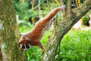Meet a Hibernating Primate: Vietnam's Slow Loris | Live Science