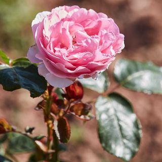 A pink rose flower growing in the garden