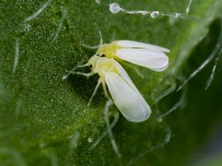 Sweet potato whiteflies DO NOT REPUBLISH W/OTHER STORIES
