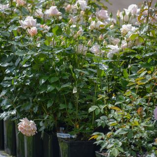 Light pink rose plants in containers