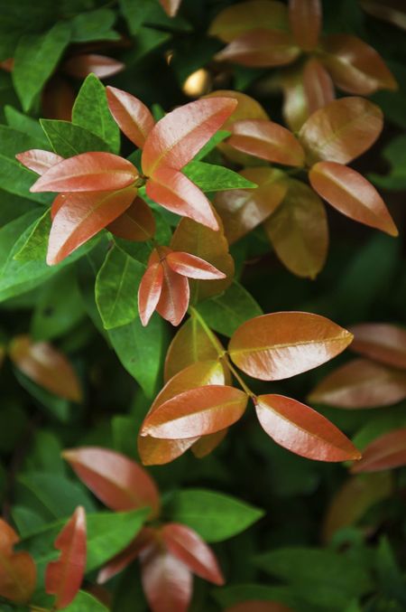 Photinia Shrub