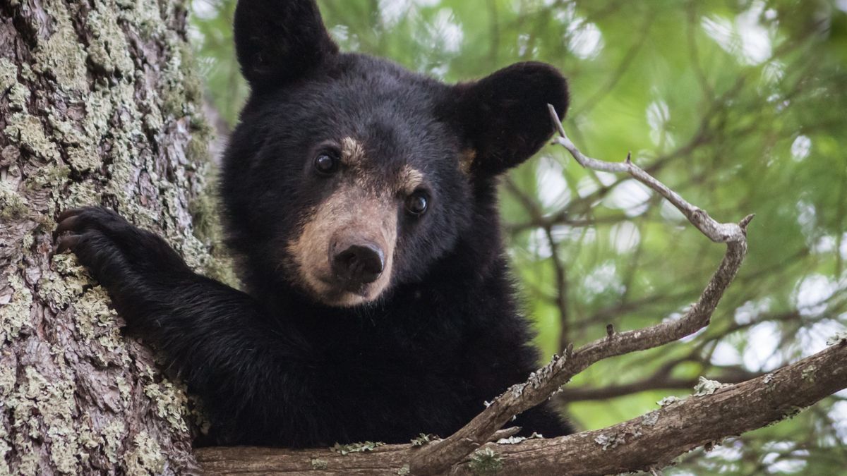 Black bear cub in tree