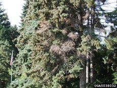 Cytospora Canker Disease On Large Tree