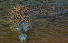 Papa croc carries 100 babies on his back