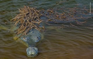 Papa croc carries 100 babies on his back