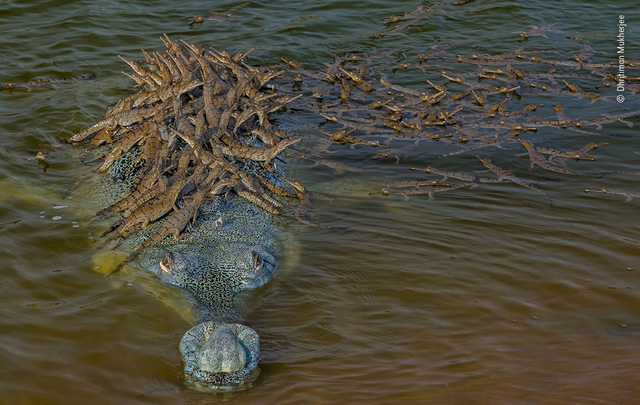 Endangered croc gives piggyback ride to 