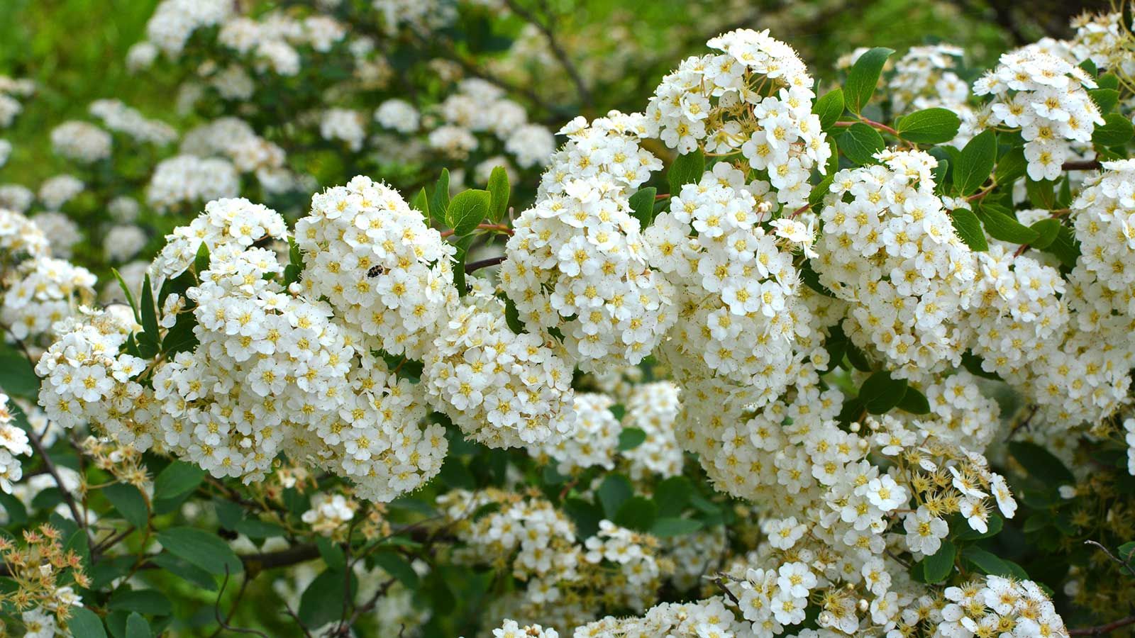 How and when to prune spirea: a simple guide