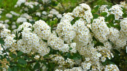white spirea flowers
