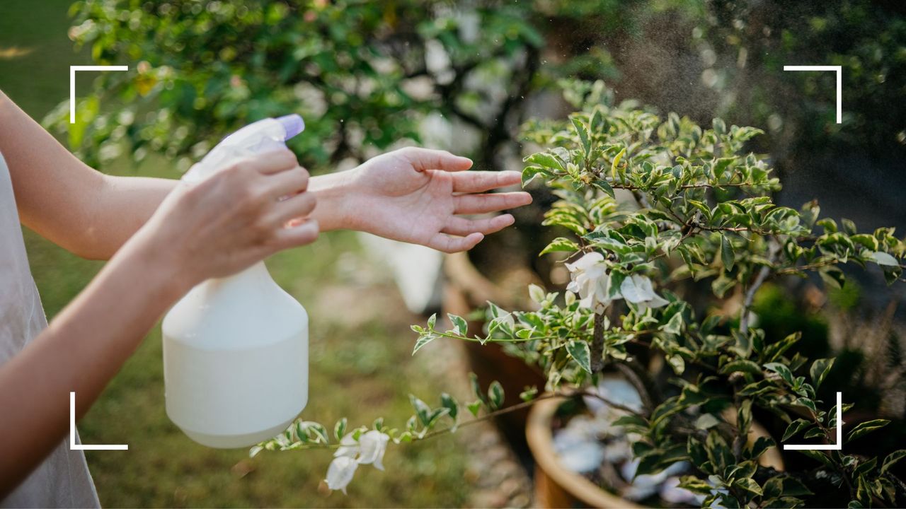 picture of woman spraying plants in garden