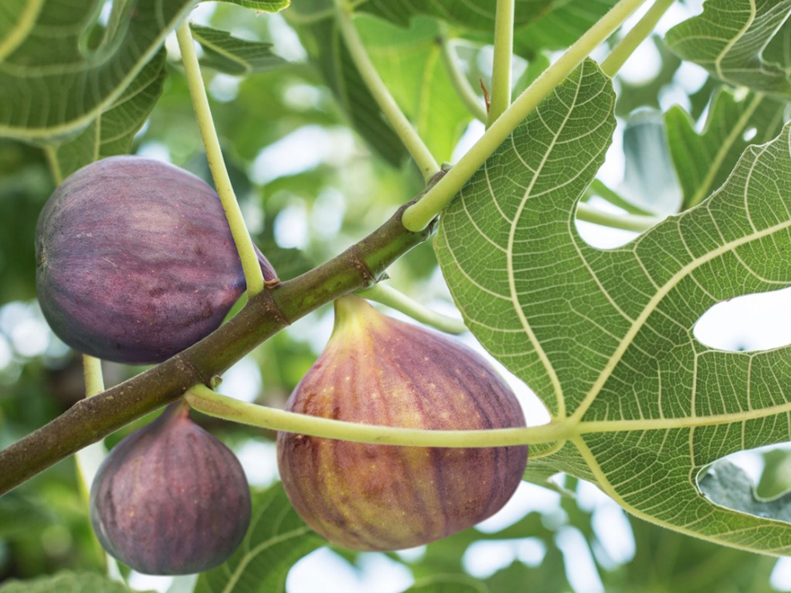 How to grow large, firm and sweet Figs
