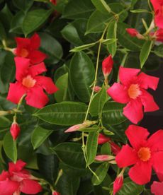 red mandevilla flowers