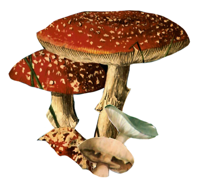 mushrooms