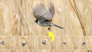 Sequence of bird in flight over a field