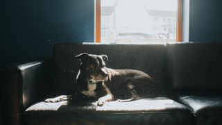 dog surrounded by dust