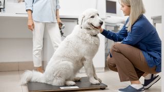 Big white dog on weighing scales