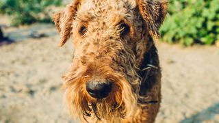 Airedale Terrier