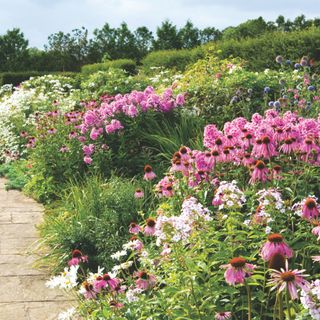 Pink Echinacea or coneflowers in garden border