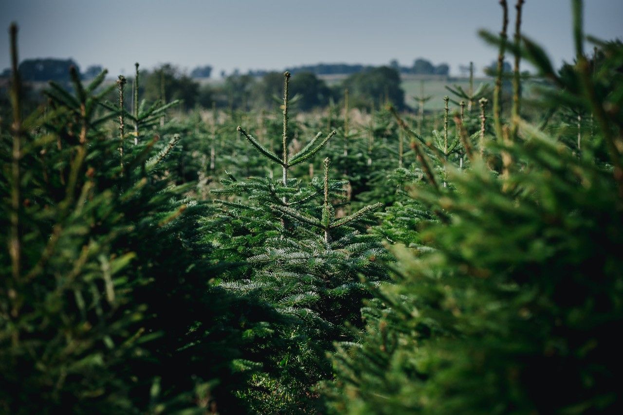 Real Christmas trees delivered your guide to the best in the UK