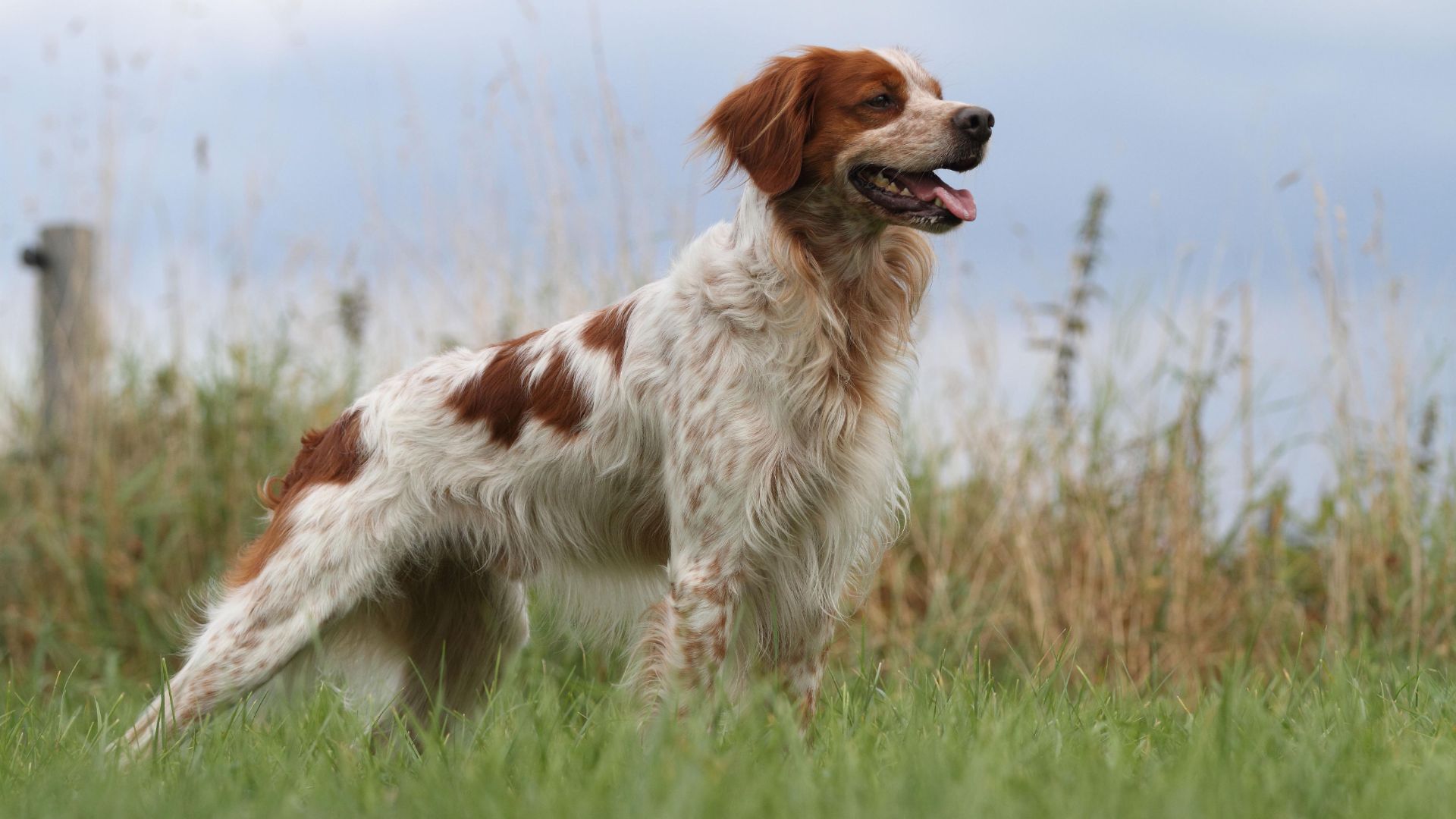 Brittany dog