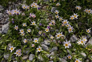 wild flowers bob gibbons