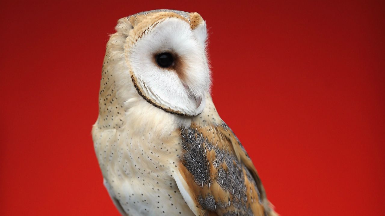 barn owl 