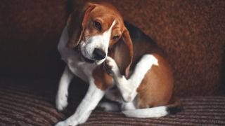 A beagle dog scratching