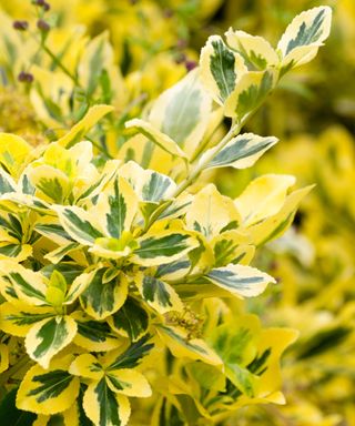variegated foliage of Euonymus fortunei 'Emerald 'n' Gold'