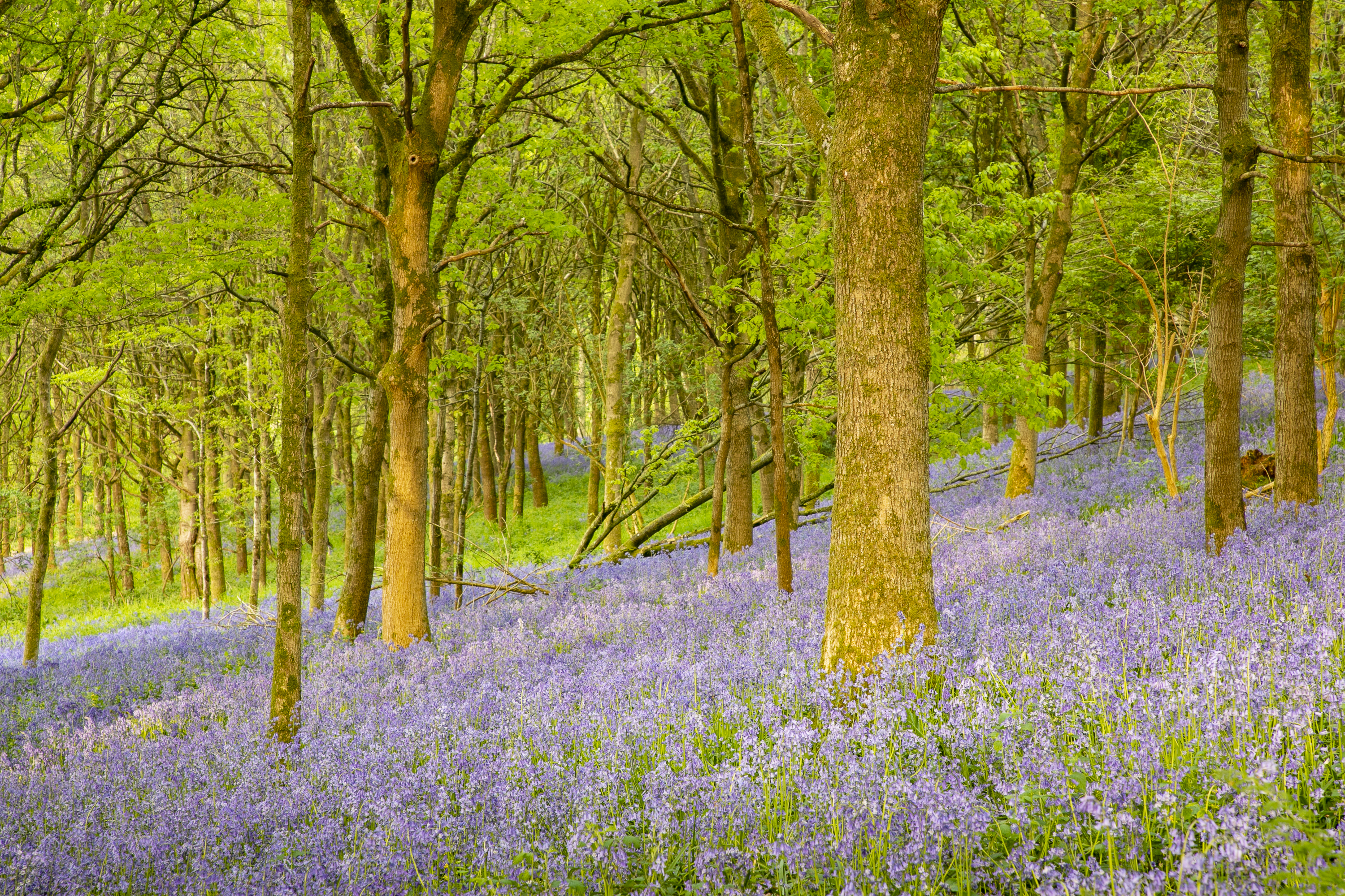 Bluebell wood scenes