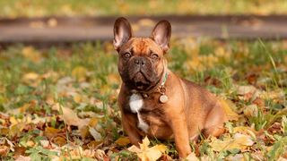 32 no-hassle breeds for time-poor people