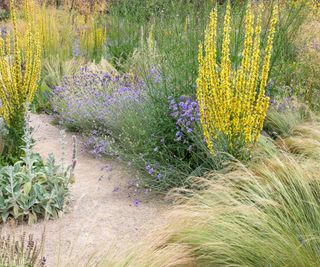 grasses in dry garden