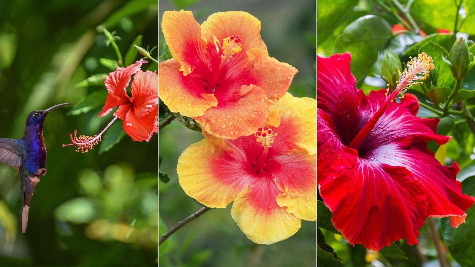 Why are my hibiscus leaves turning yellow? Experts advise Homes & Gardens