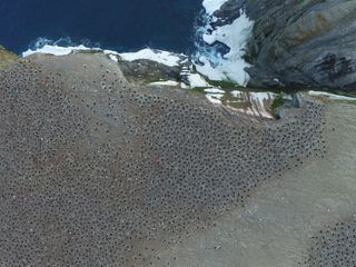 This aerial image taken from a quadcopter reveals an Adélie penguin breeding colony on Heroina Island, Danger Islands, Antarctica.
