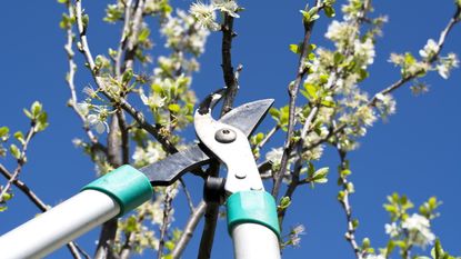 Pruning a fruit tree with loppers