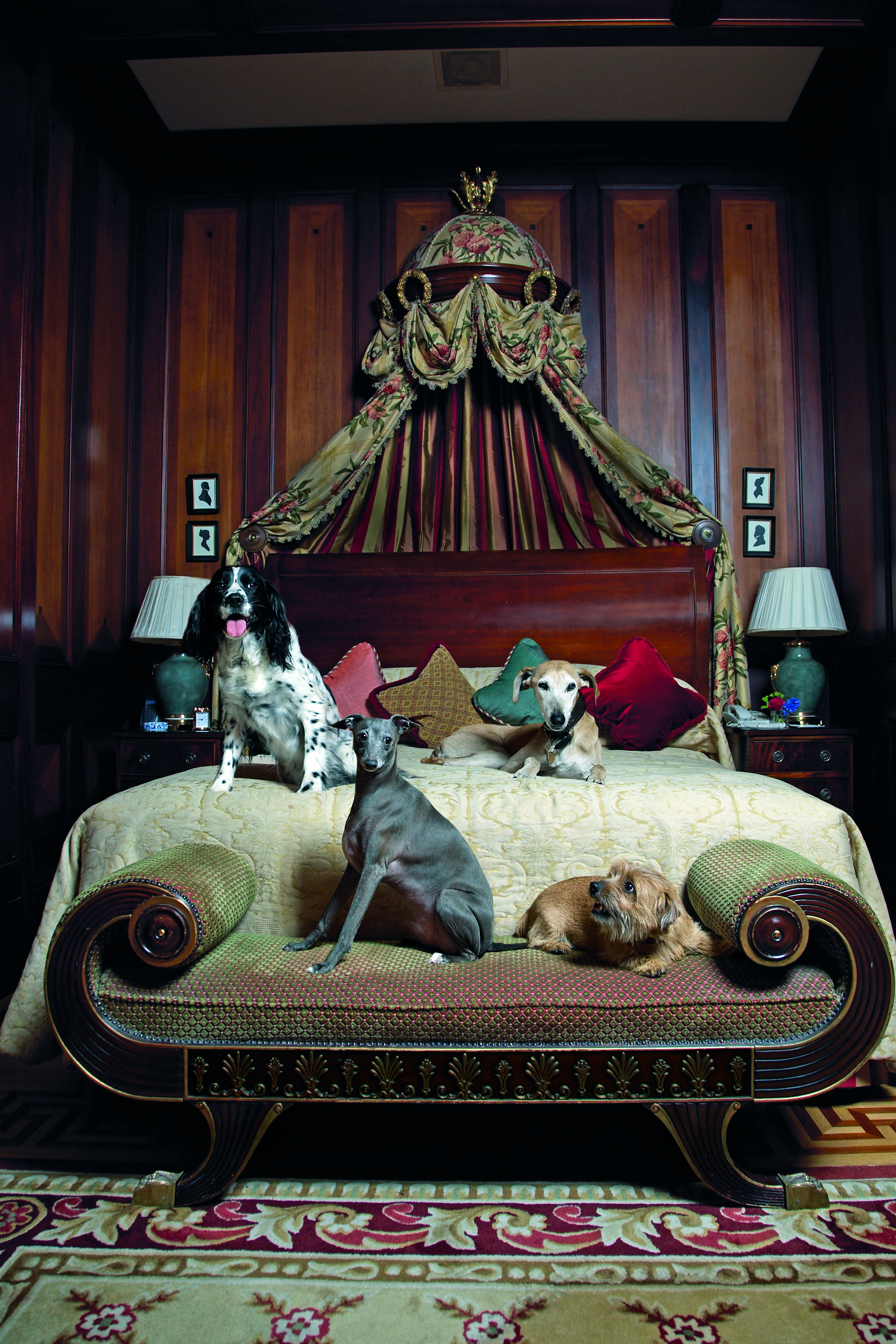 Four dogs sitting on a grand bed in a hotel room