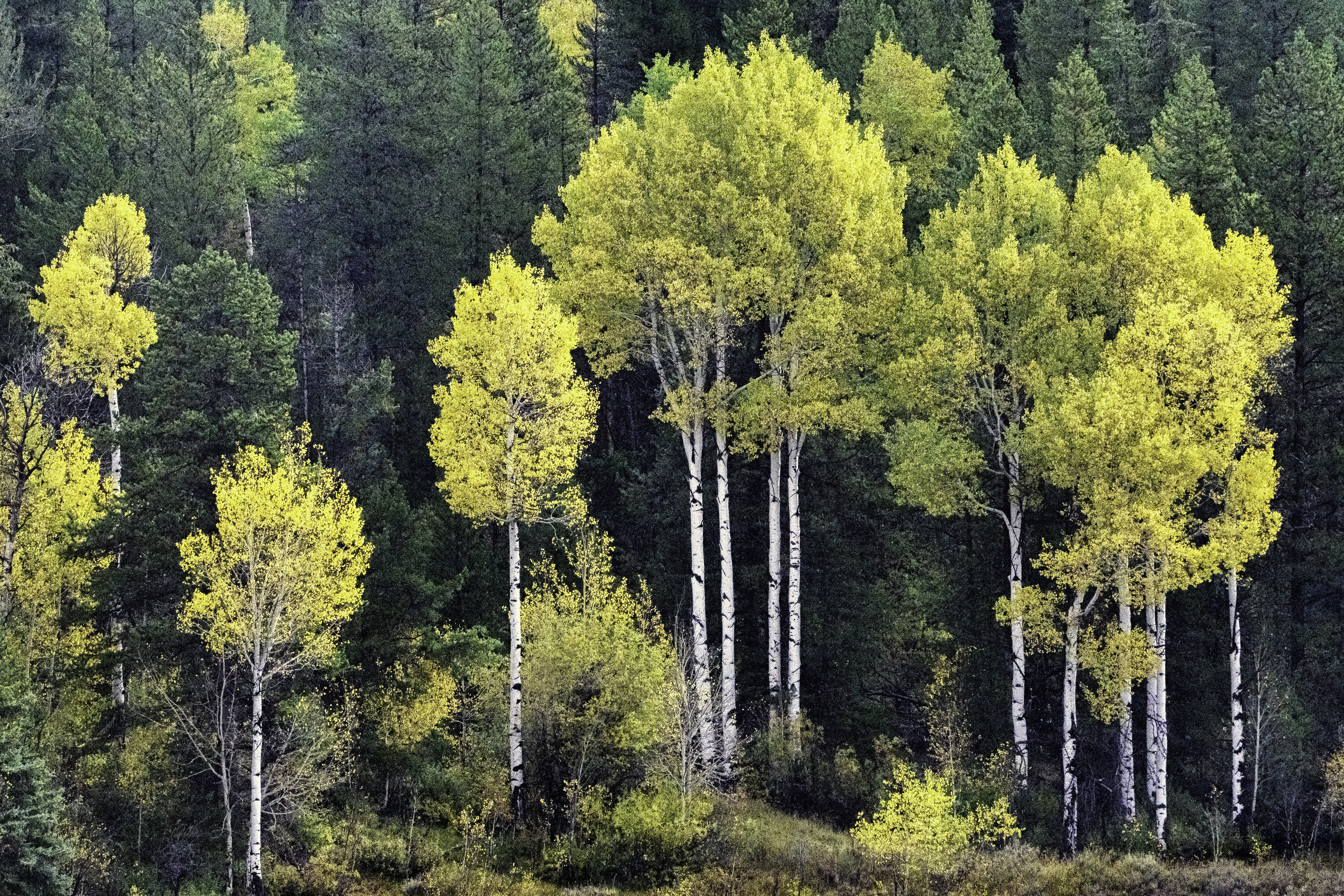 Yellow aspen trees in Wyoming