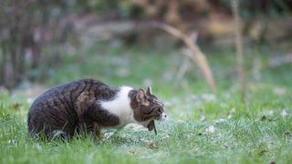 Cat throws up after wet food best sale