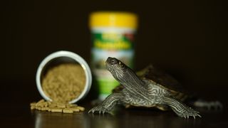 Turtle with pelleted food