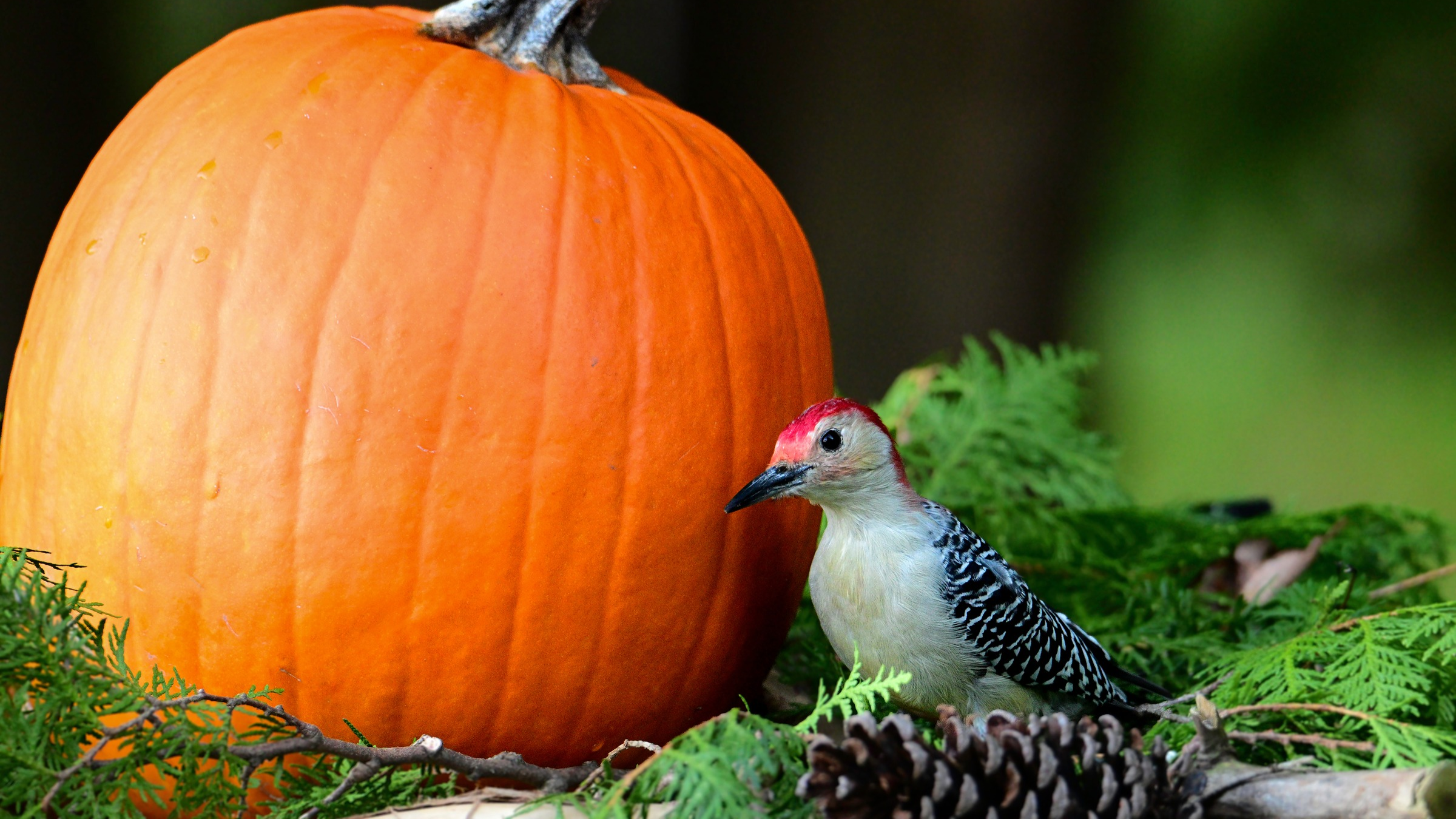 Red bellied woodpecker next to a pumpkin.