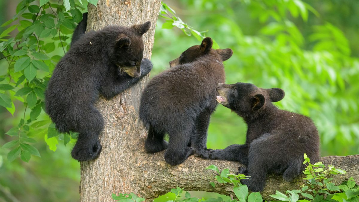 Three black bear cubs climbing tree