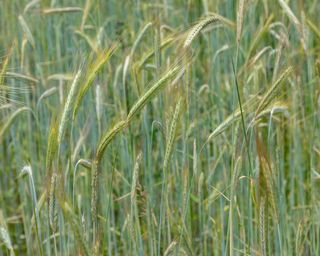 Winter rye cover crop