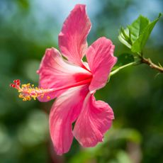Pink hibiscus flower 