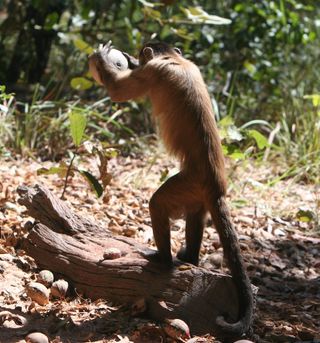 Monkey uses tools to crack nut.
