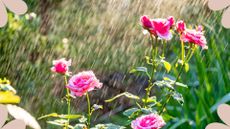 pink rose bush being watered in garden